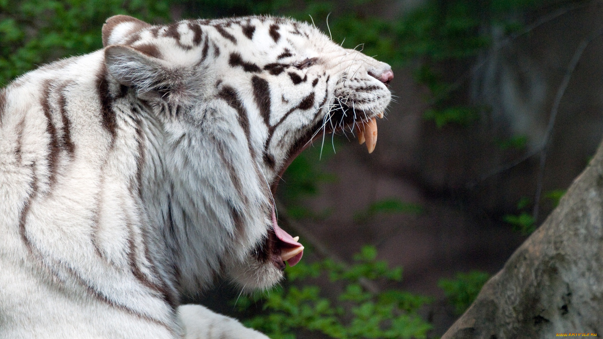 животные, тигры, клыки, пасть, зевает, белый, тигр