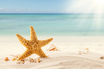 обоя разное, ракушки,  кораллы,  декоративные и spa-камни, tropics, морская, звезда, песок, пляж, starfish, sand, море, тропики, shells, beach, sea