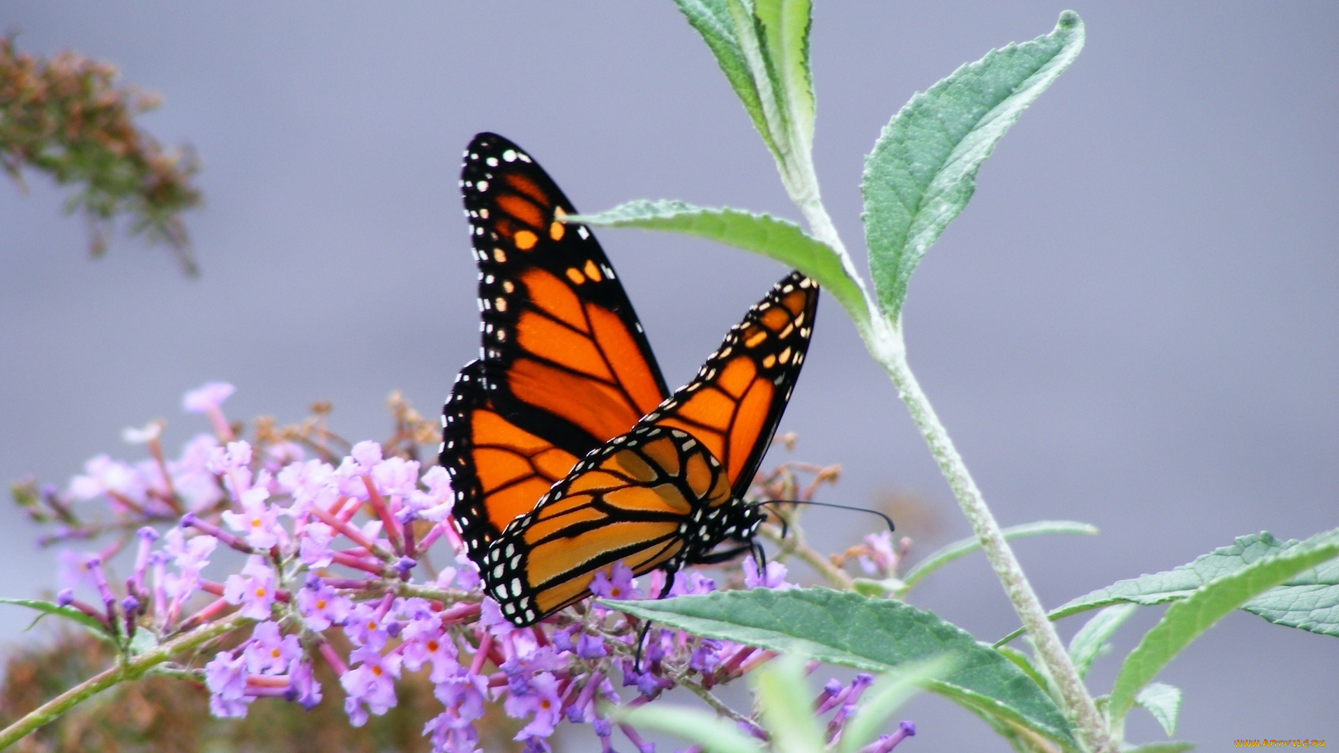 животные, бабочки, , мотыльки, , моли, соцветие, цветы, монарх, бабочка