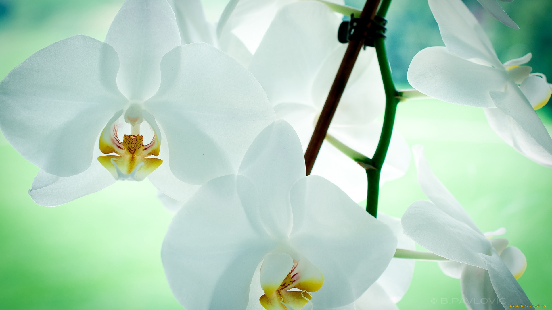 цветы, орхидеи, белый, прозрачный