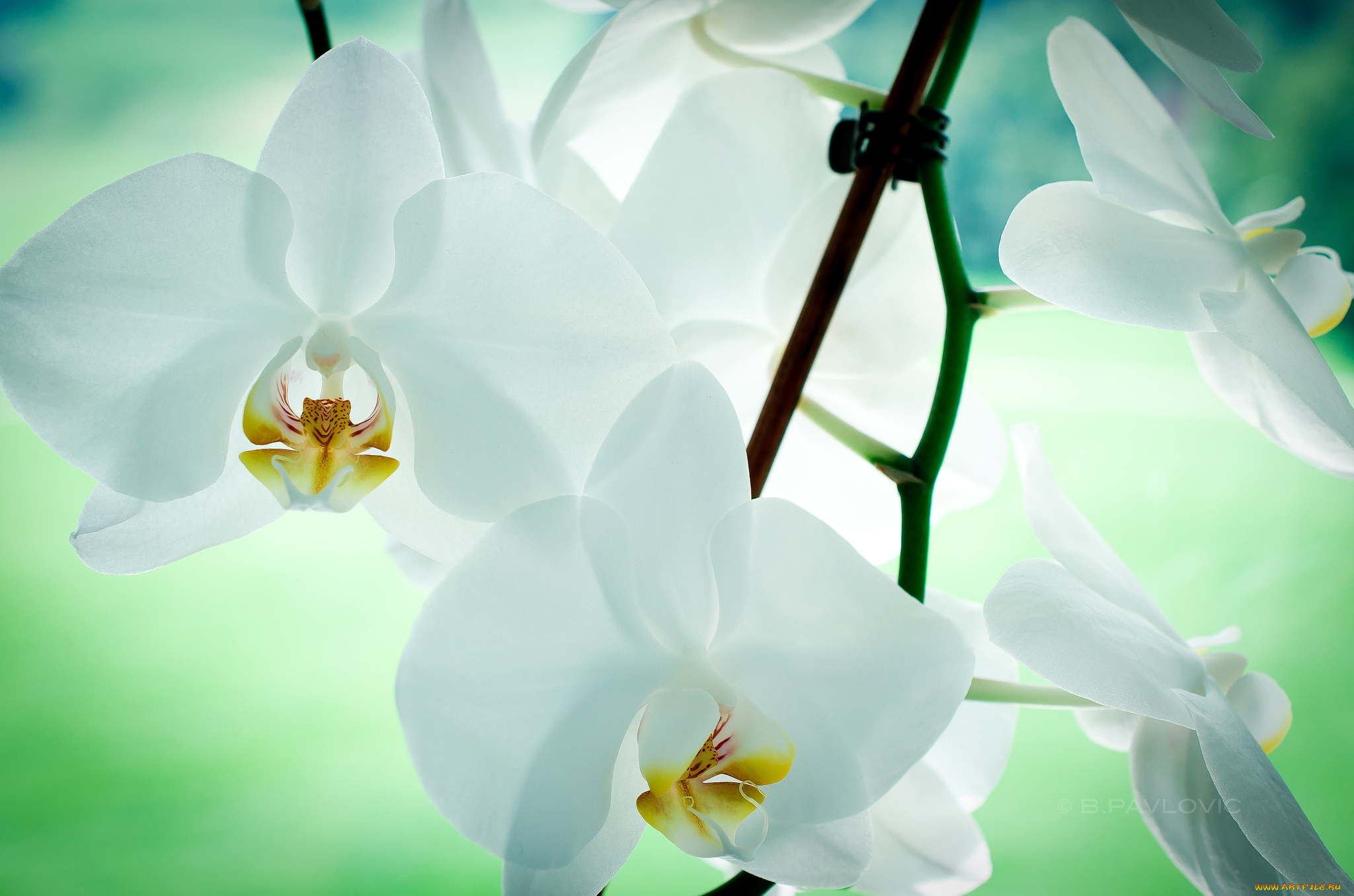 цветы, орхидеи, белый, прозрачный