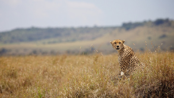 Картинка животные гепарды дикая кошка трава