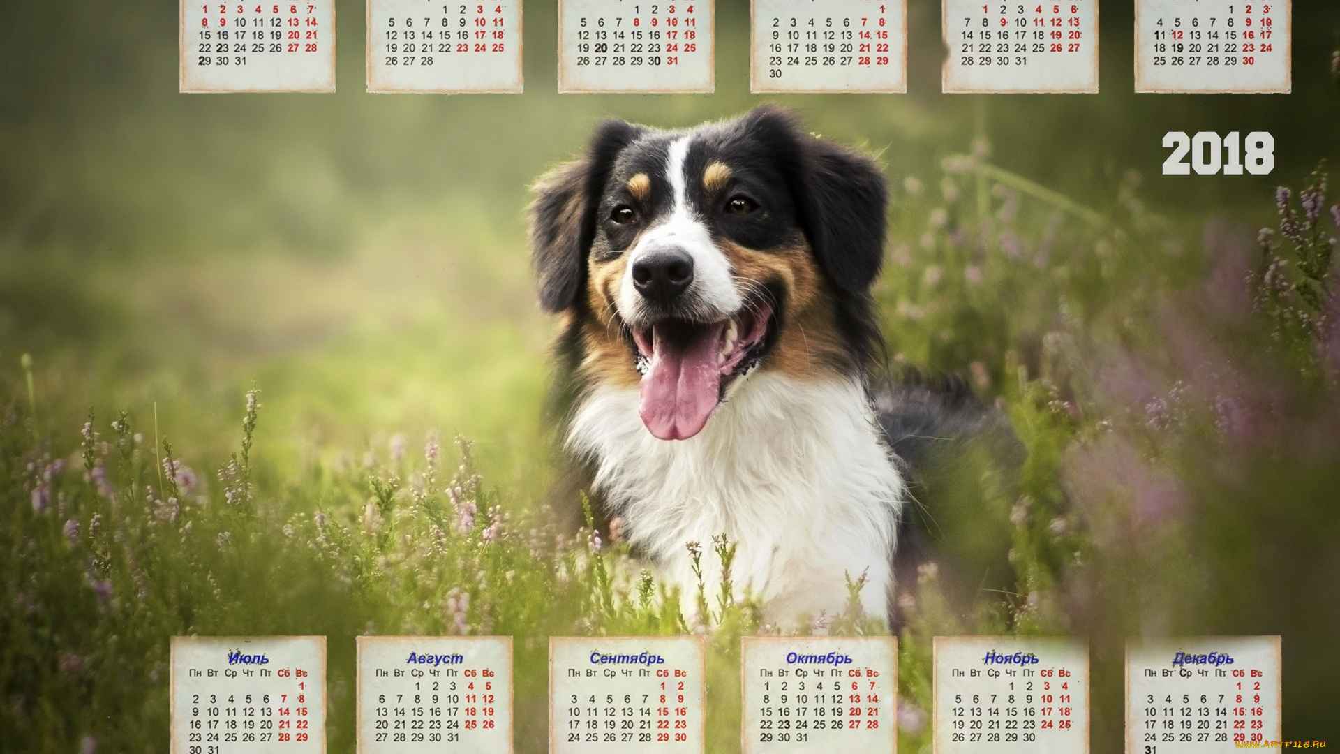 календари, животные, растения, взгляд, собака
