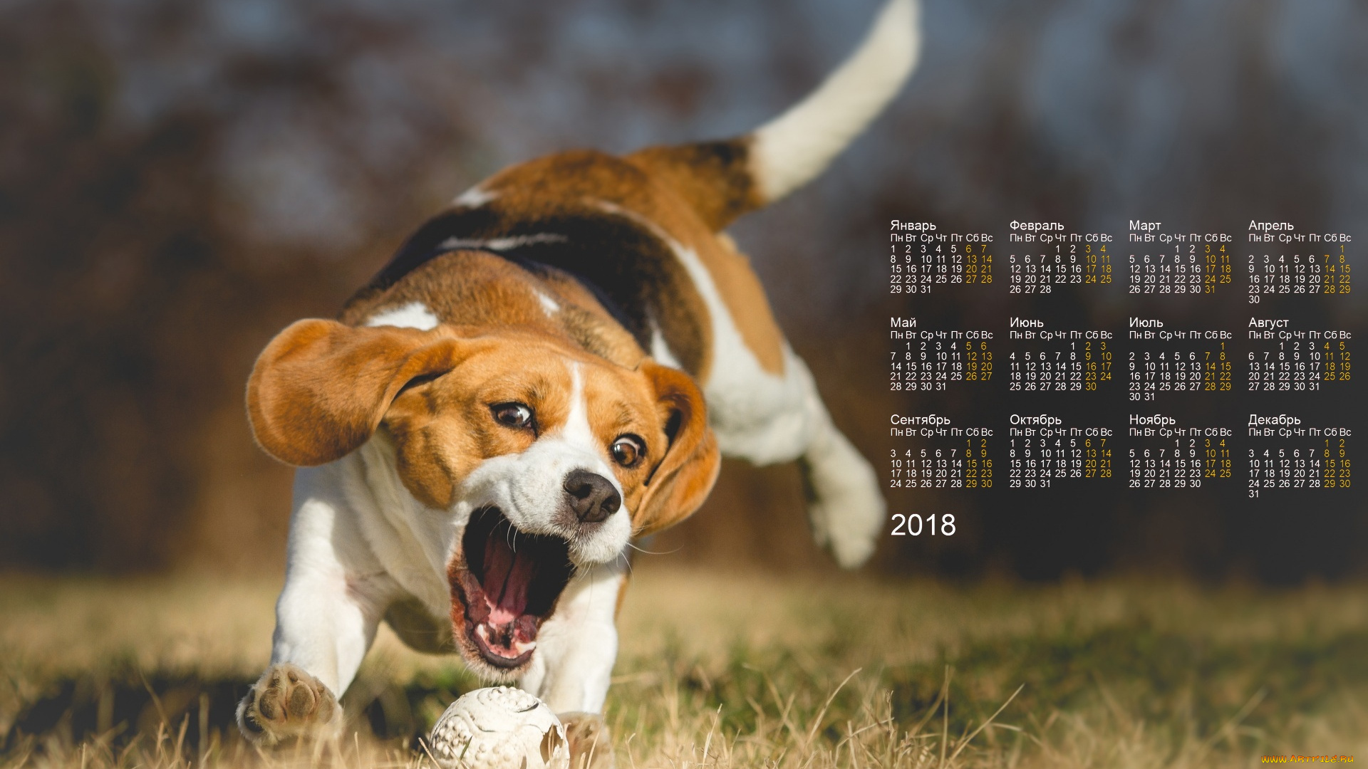 календари, животные, трава, мяч, собака