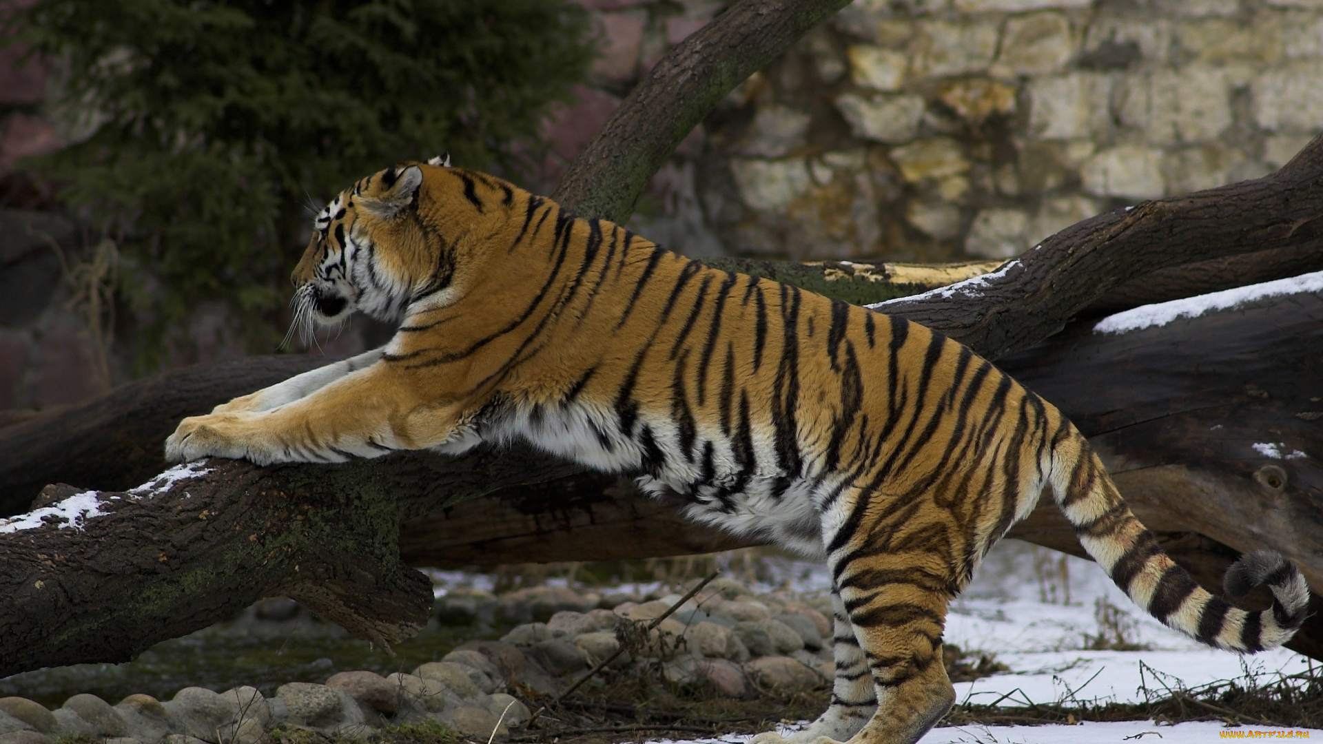 животные, тигры, деревья, снег