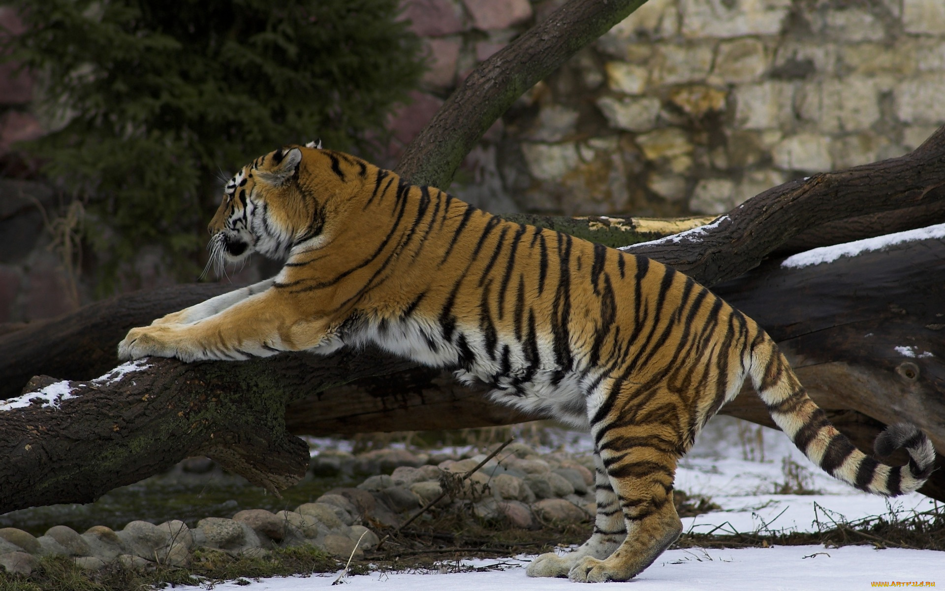 животные, тигры, деревья, снег