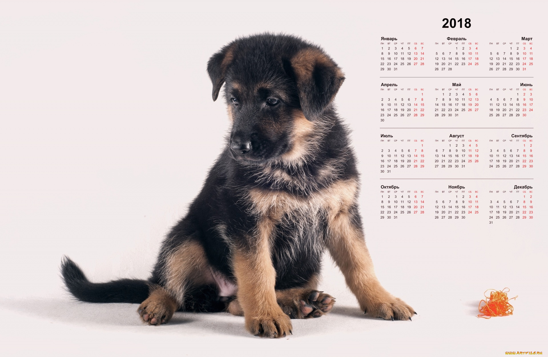календари, животные, щенок