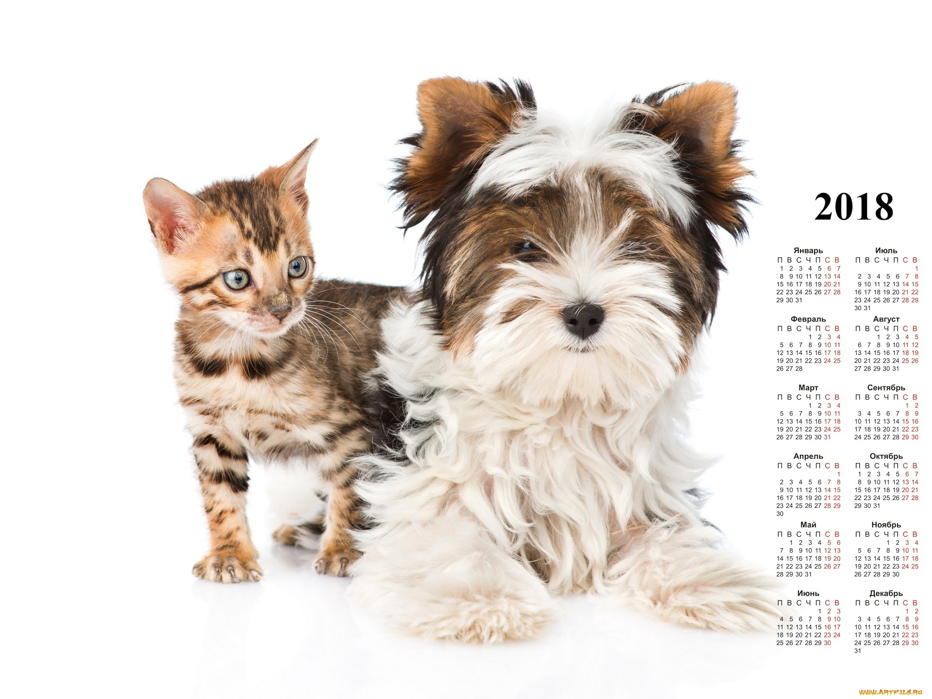 календари, животные, белый, фон, кошка, собака