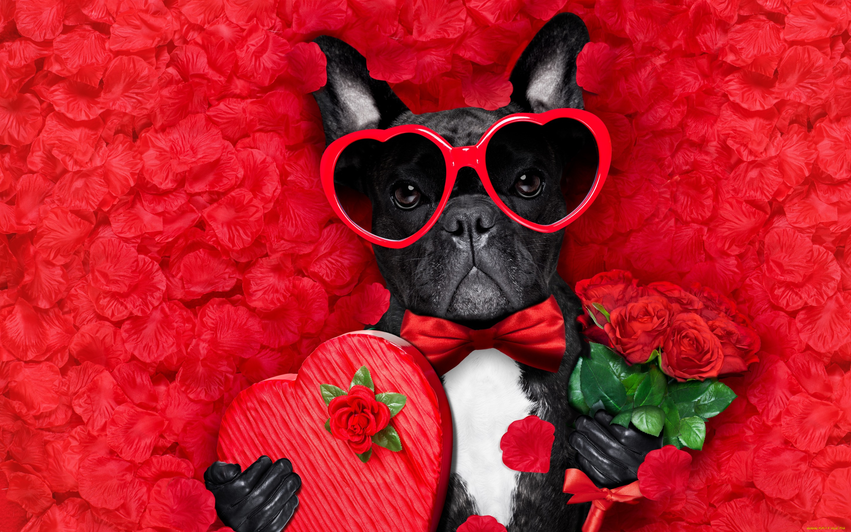 юмор, и, приколы, romantic, лепестки, love, dog, красные, розы, собака, petals, hearts, funny, valentine, rose