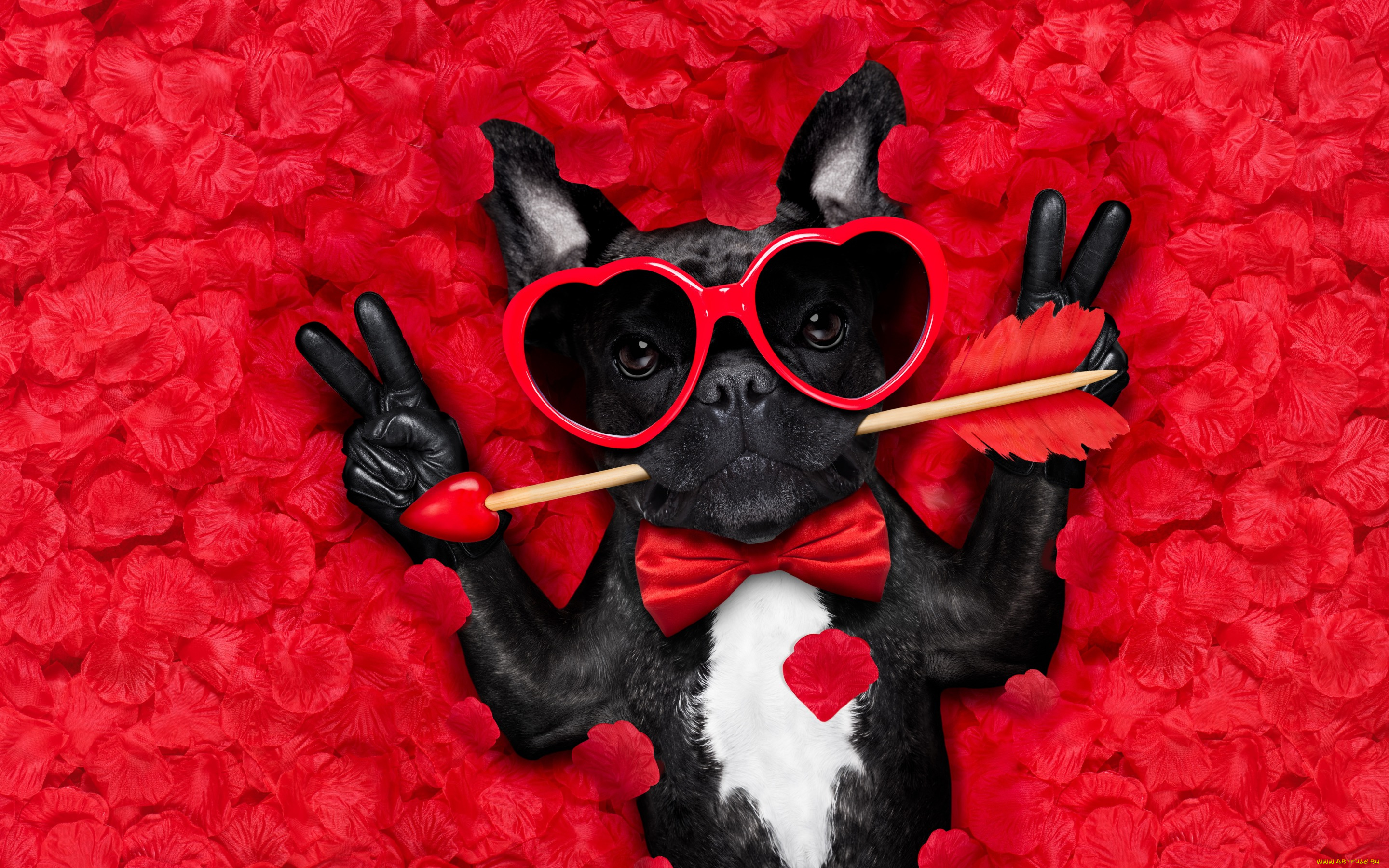 юмор, и, приколы, rose, собака, petals, hearts, funny, valentine, romantic, лепестки, dog, love