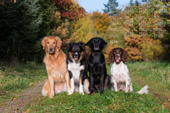 Картинка календари животные собака взгляд четверо растения