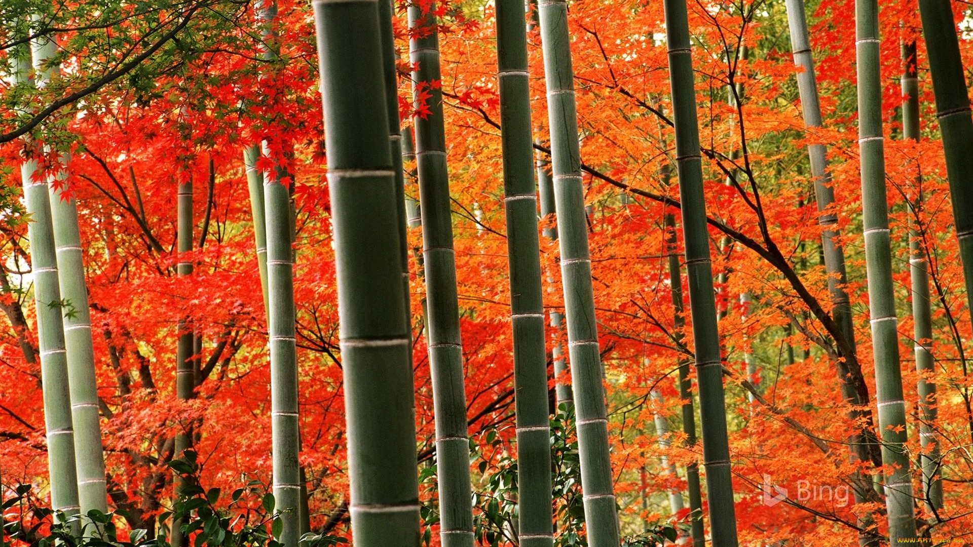 природа, лес, бамбук, осень