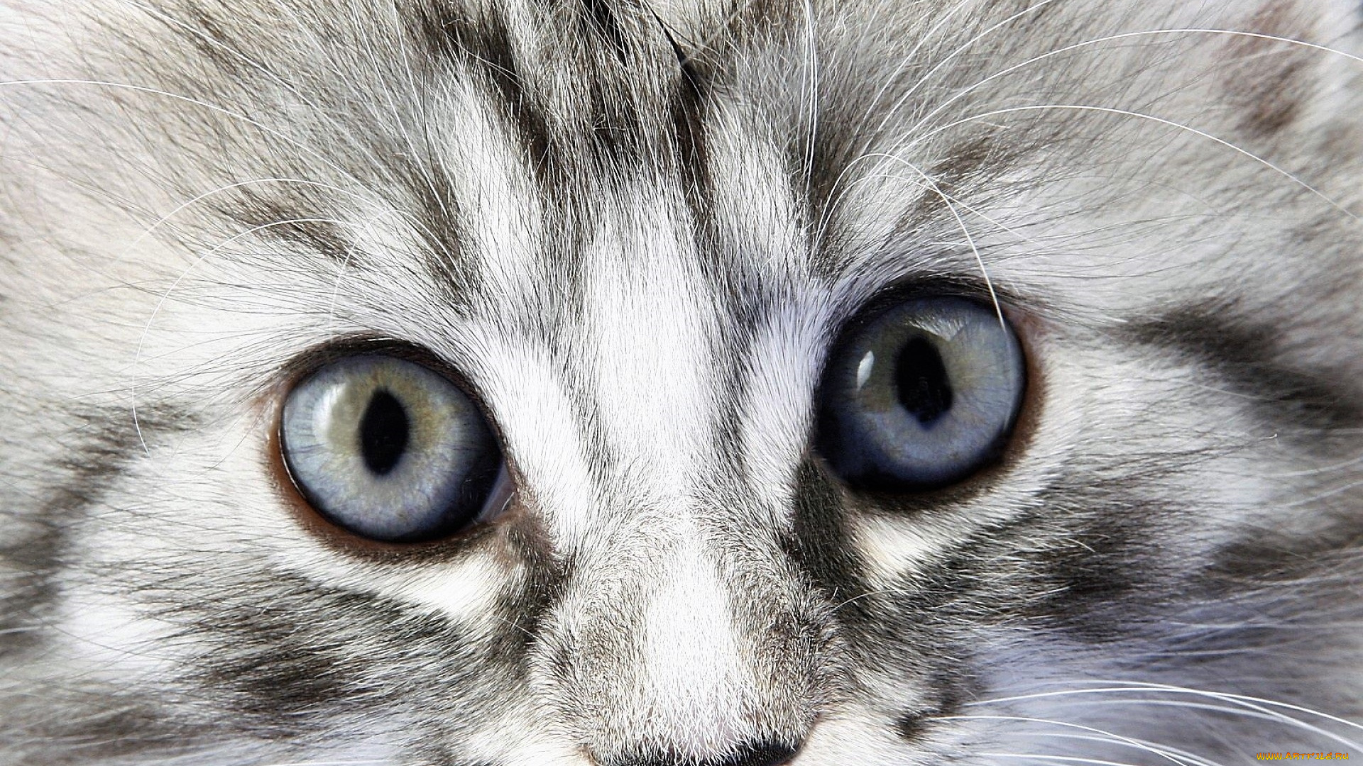 животные, коты, котенок, глаза