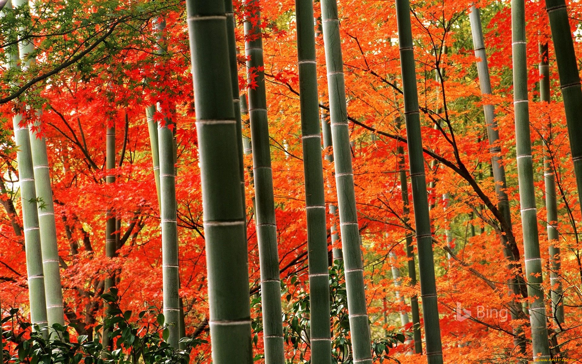 природа, лес, бамбук, осень