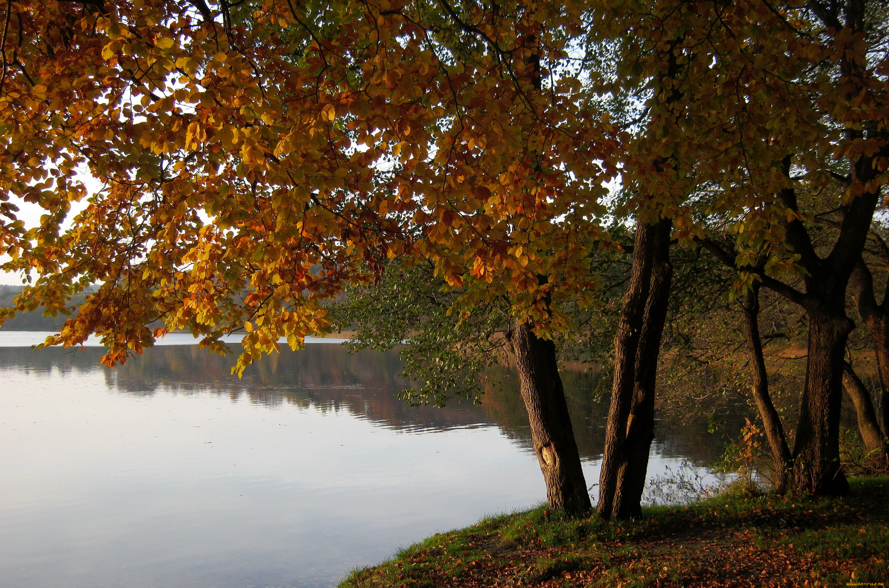 озеро, marchowo, польша, природа, реки, озера, берег, деревья
