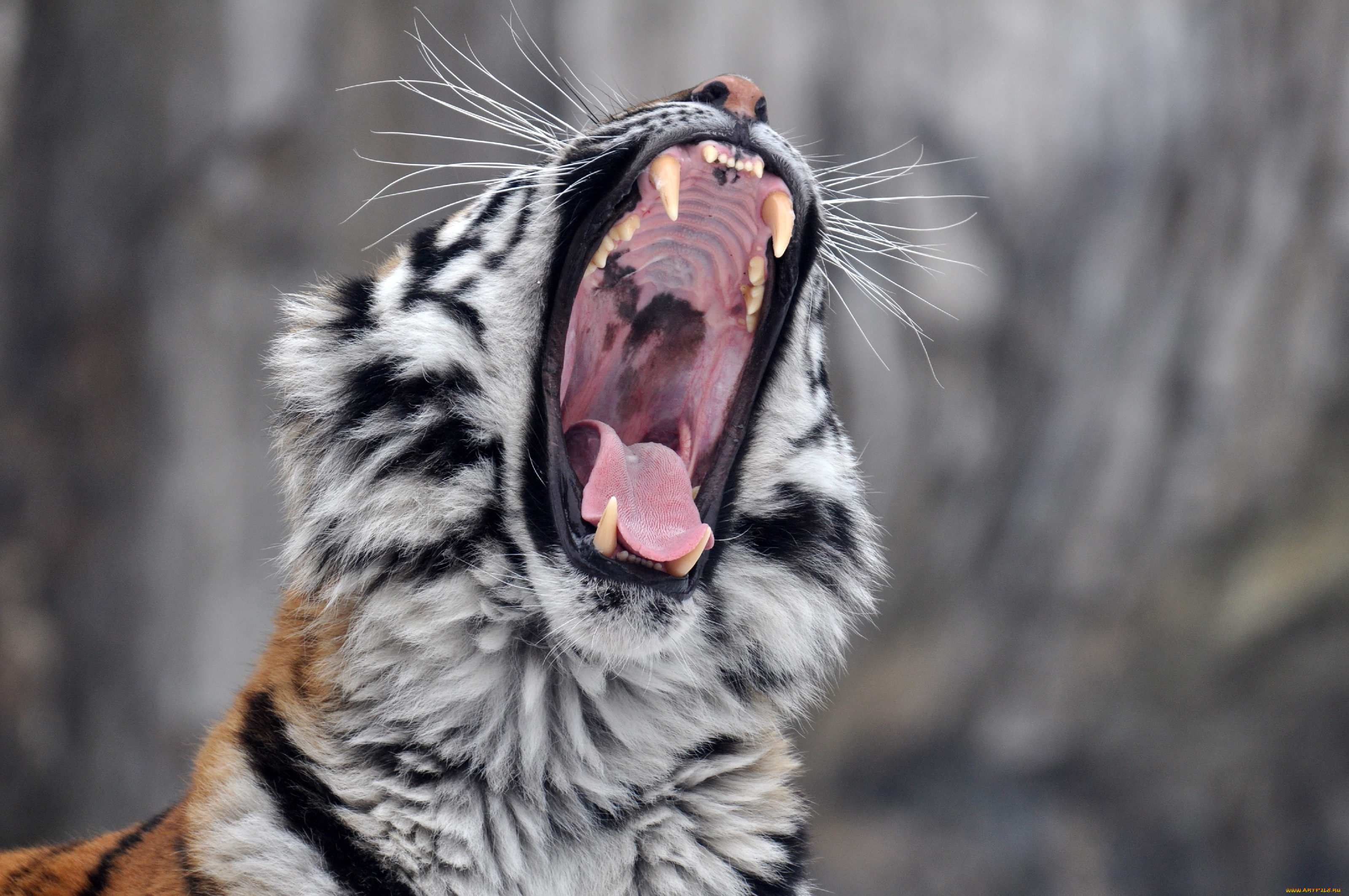 животные, тигры, зевает, пасть, клыки, амурский, тигр