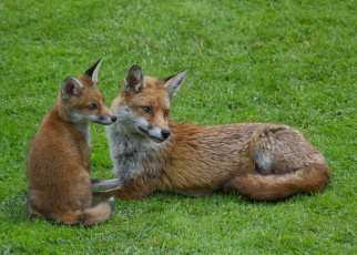 Картинка животные лисы лисенок мама