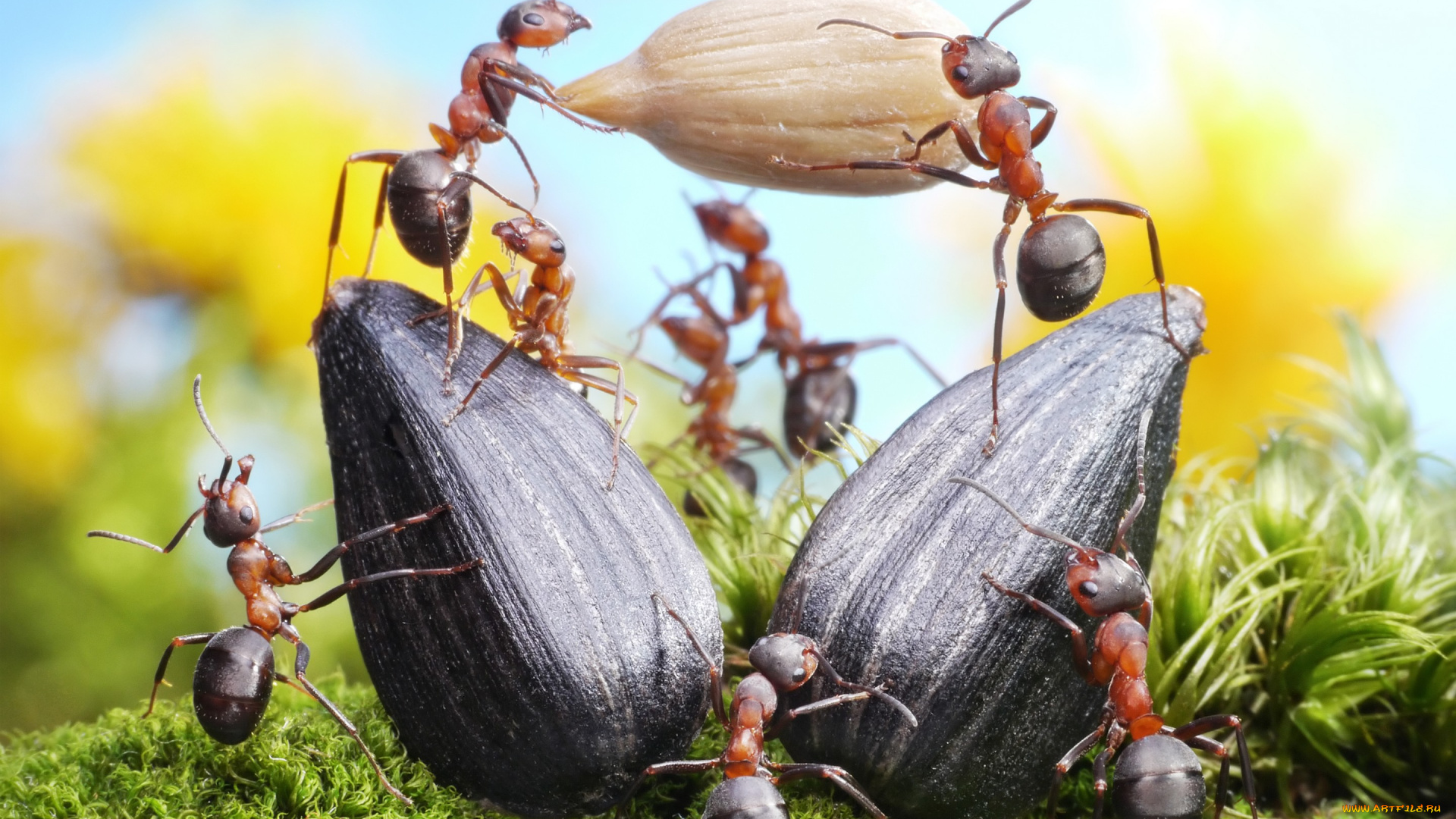 животные, насекомые, работа, муравьи, лето, макро, трава, семечки, ситуация