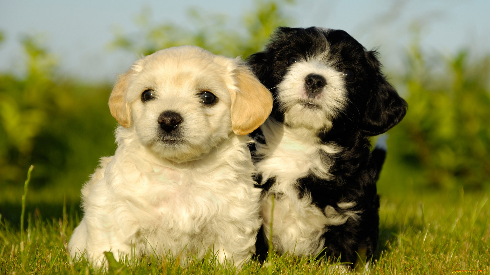 животные, собаки, солнечно, милые, двое, пара, два, белый, черно-белый, лето, трава, щенки