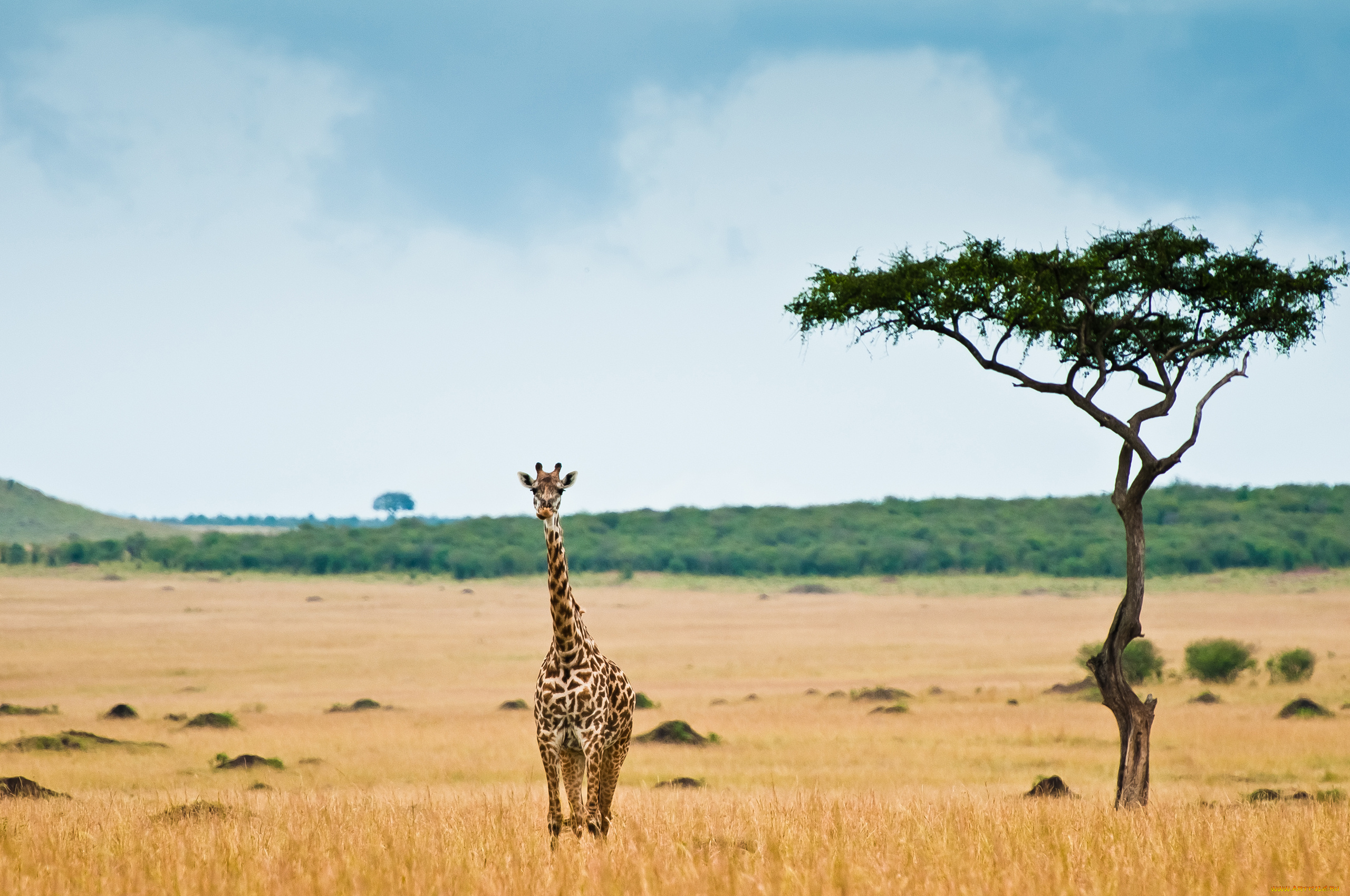 животные, жирафы, жираф, саванна, трава, кочки, дерево, роща