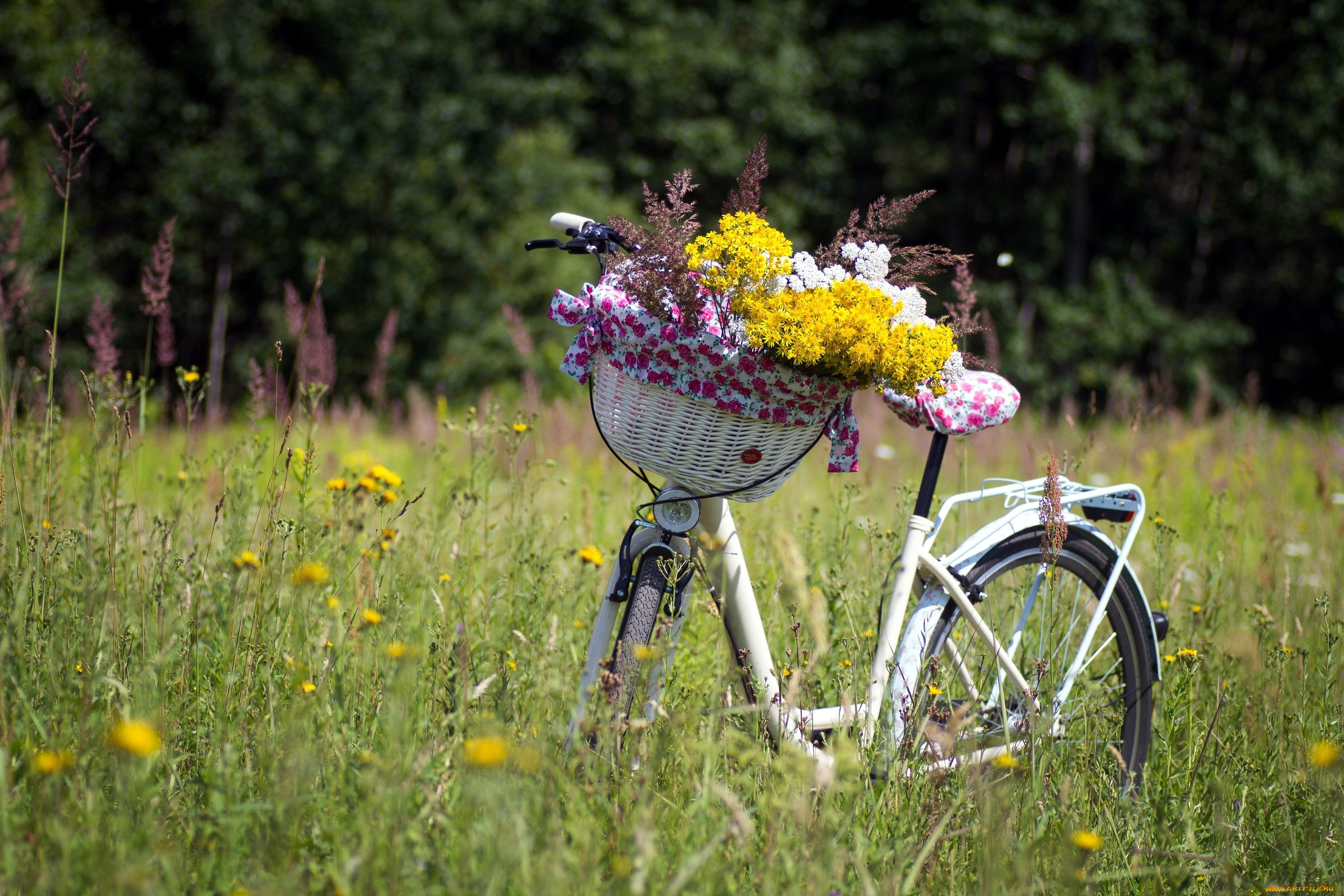 цветы, луговые, , полевые, , цветы, луг, лето, велосипед, корзинка