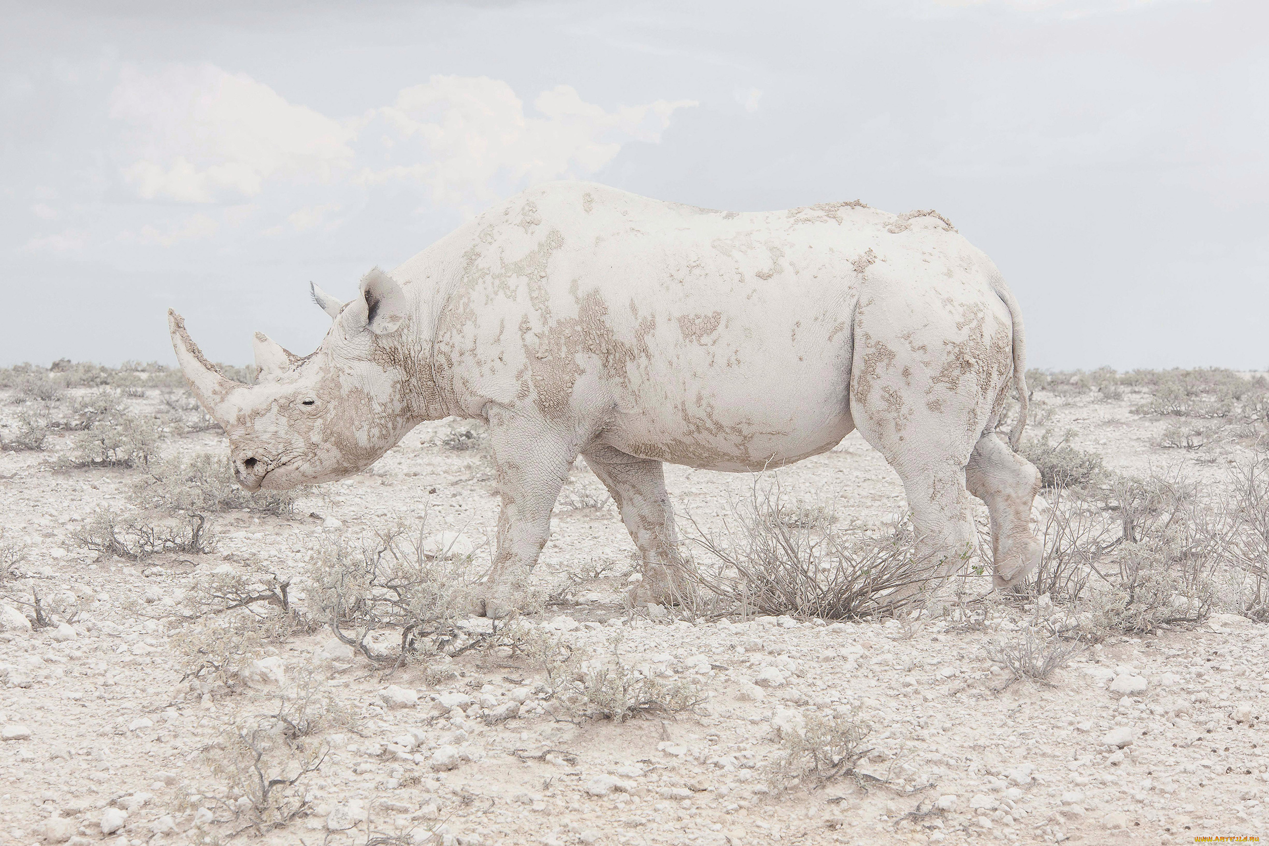 носорог, альбинос, животные, носороги, носорог, альбинос, аномалия, белый, млекопитающие, непарнокопытные, носороговые