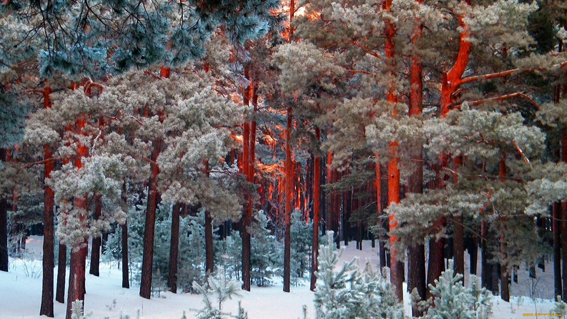 природа, лес, зима, сосны, снег