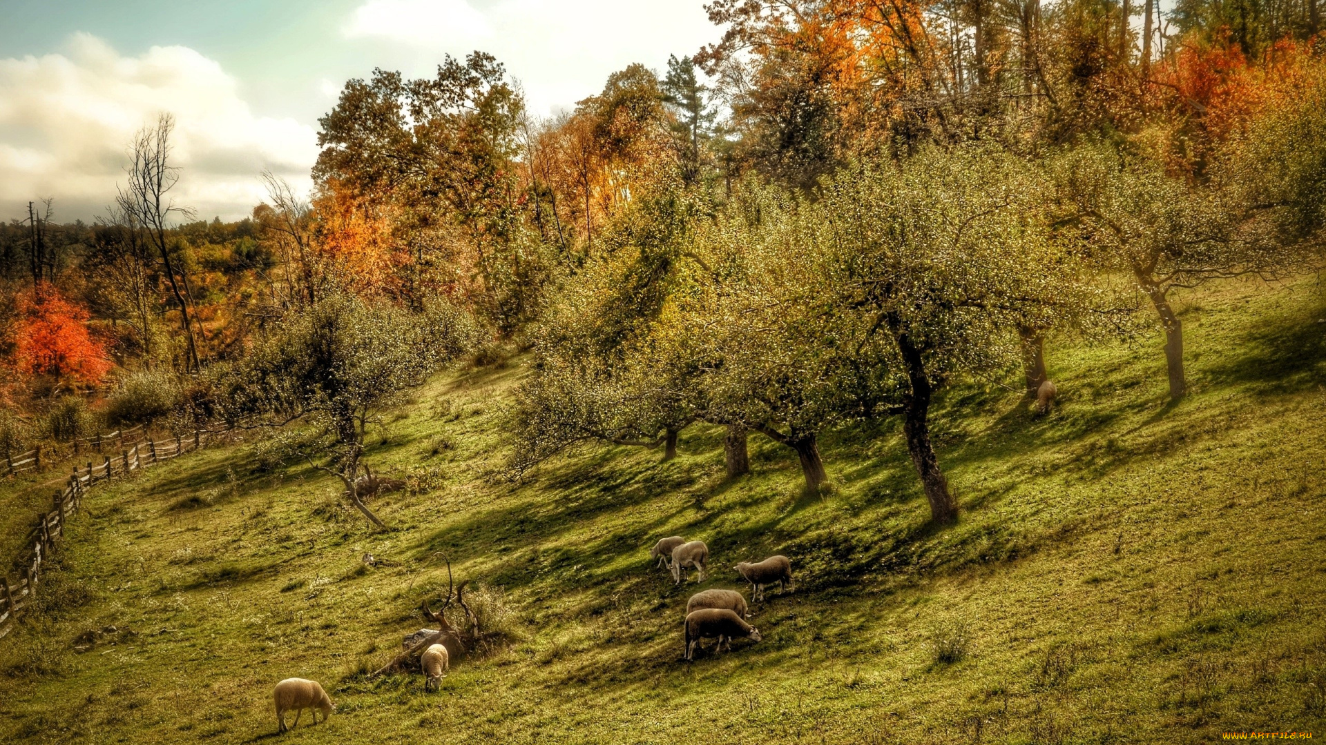 животные, овцы, , бараны, склон, осень, деревья, забор