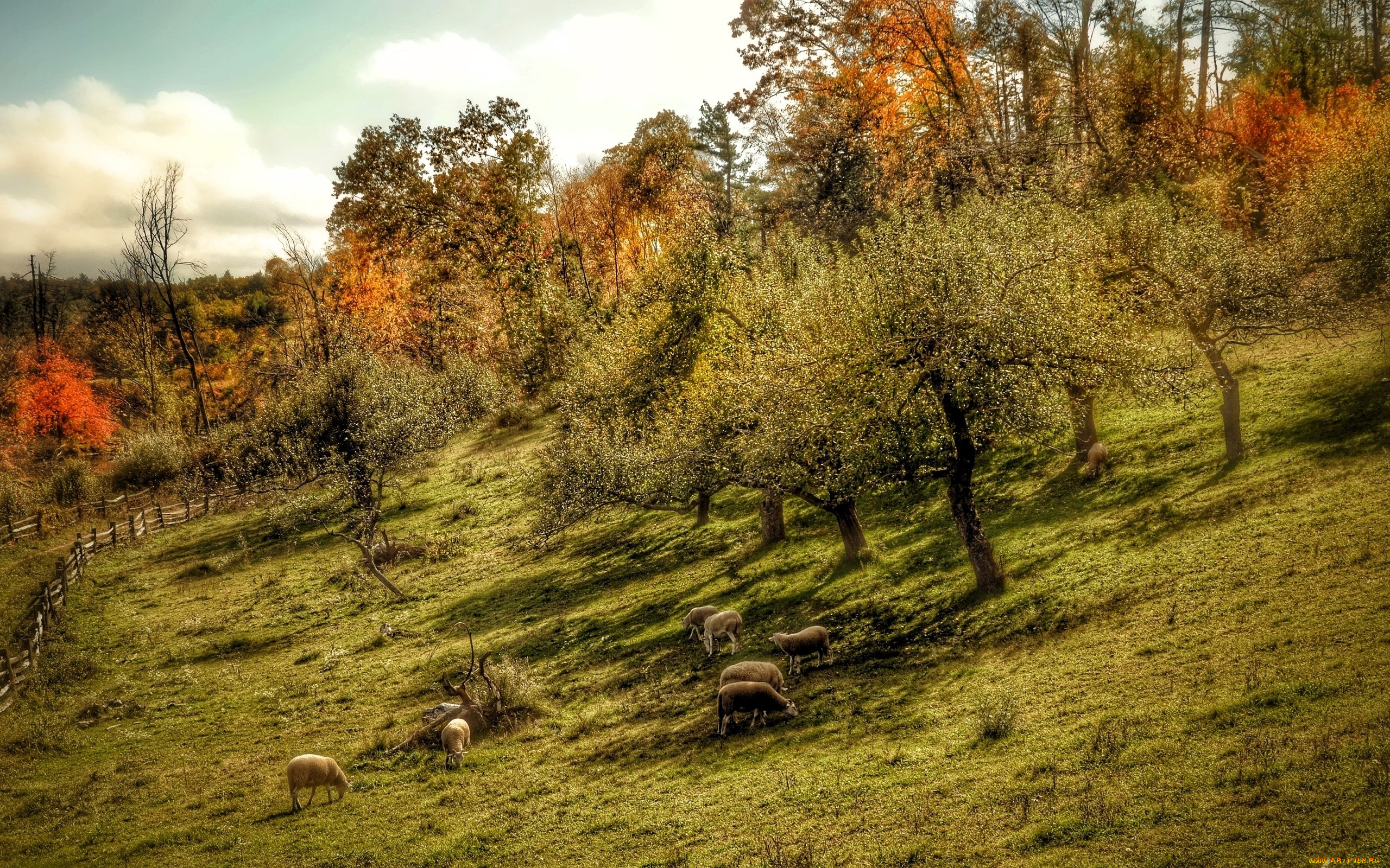 животные, овцы, , бараны, склон, осень, деревья, забор