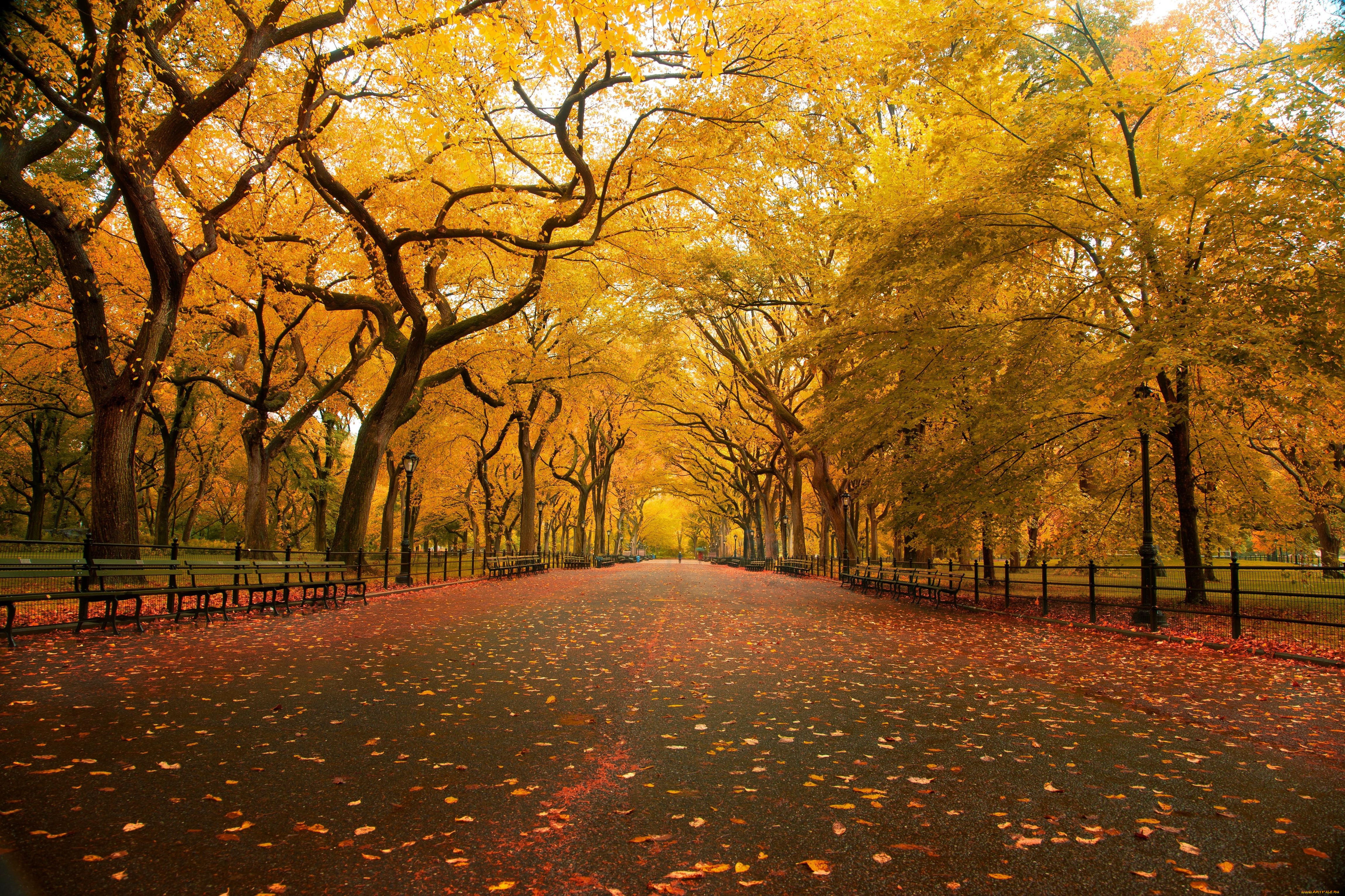природа, парк, деревья, осень, скамейки, листья, дорожка