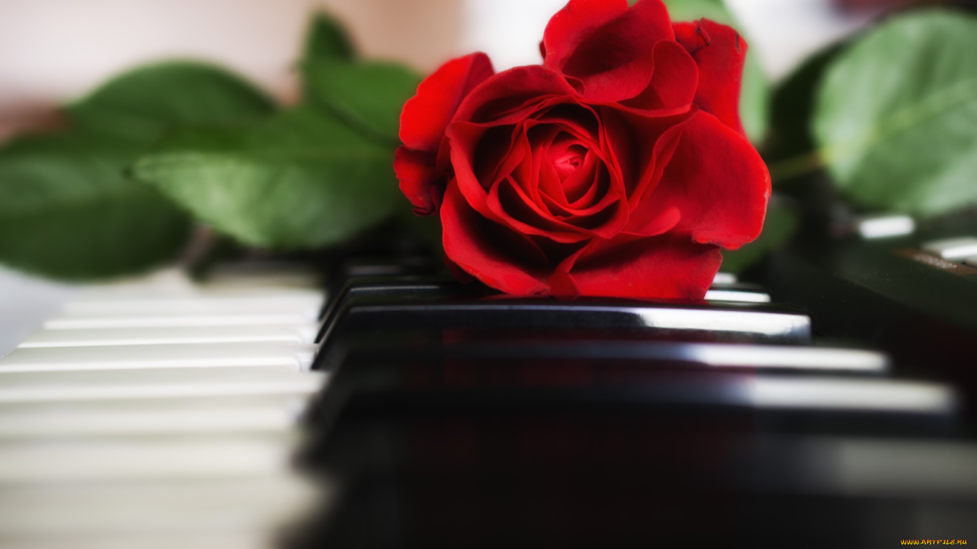 цветы, розы, пианино, красный