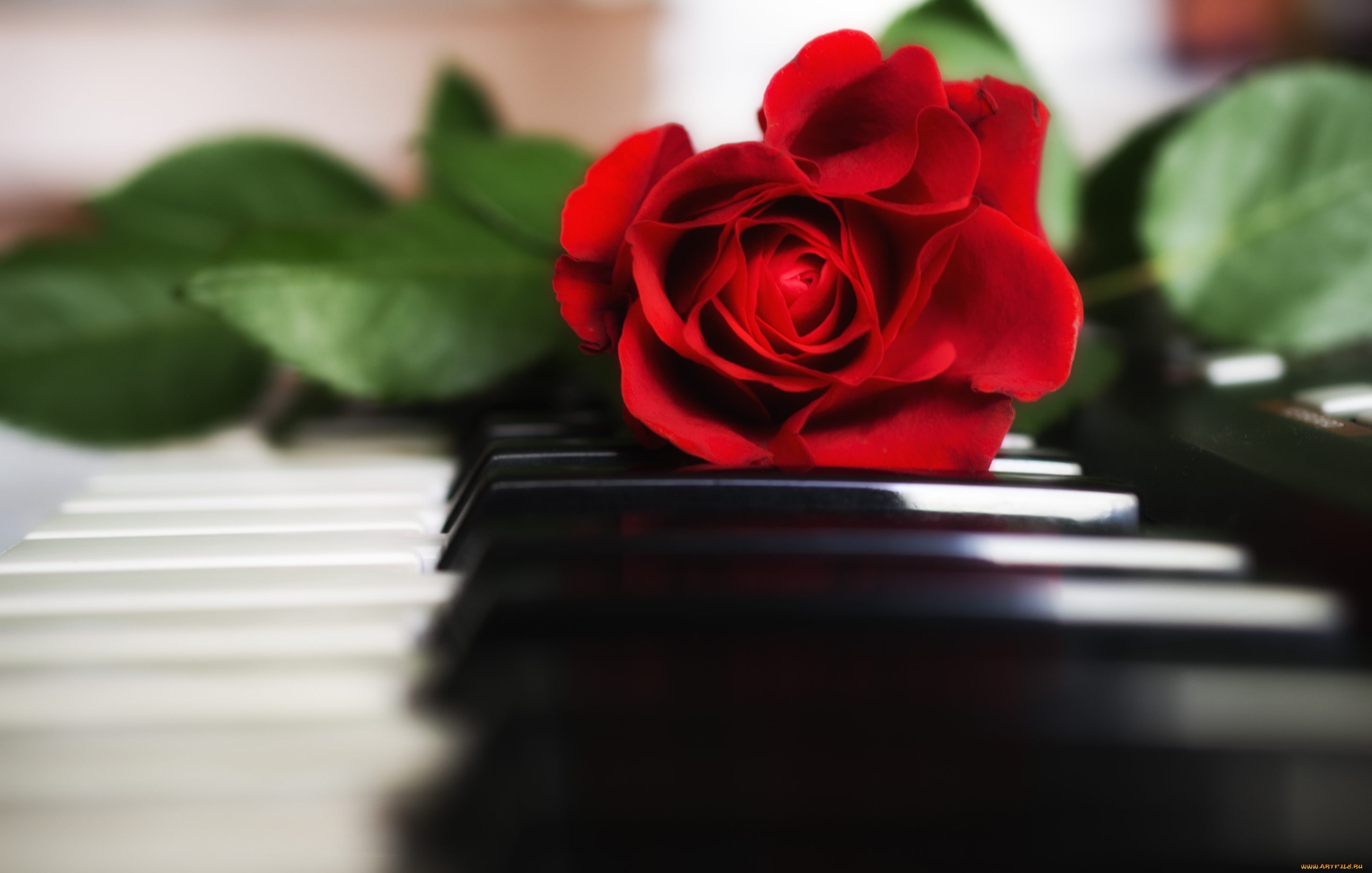 цветы, розы, пианино, красный
