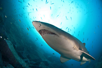 Картинка животные акулы акула глубина океан
