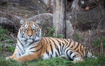 Картинка животные тигры амурский тигр дикая кошка