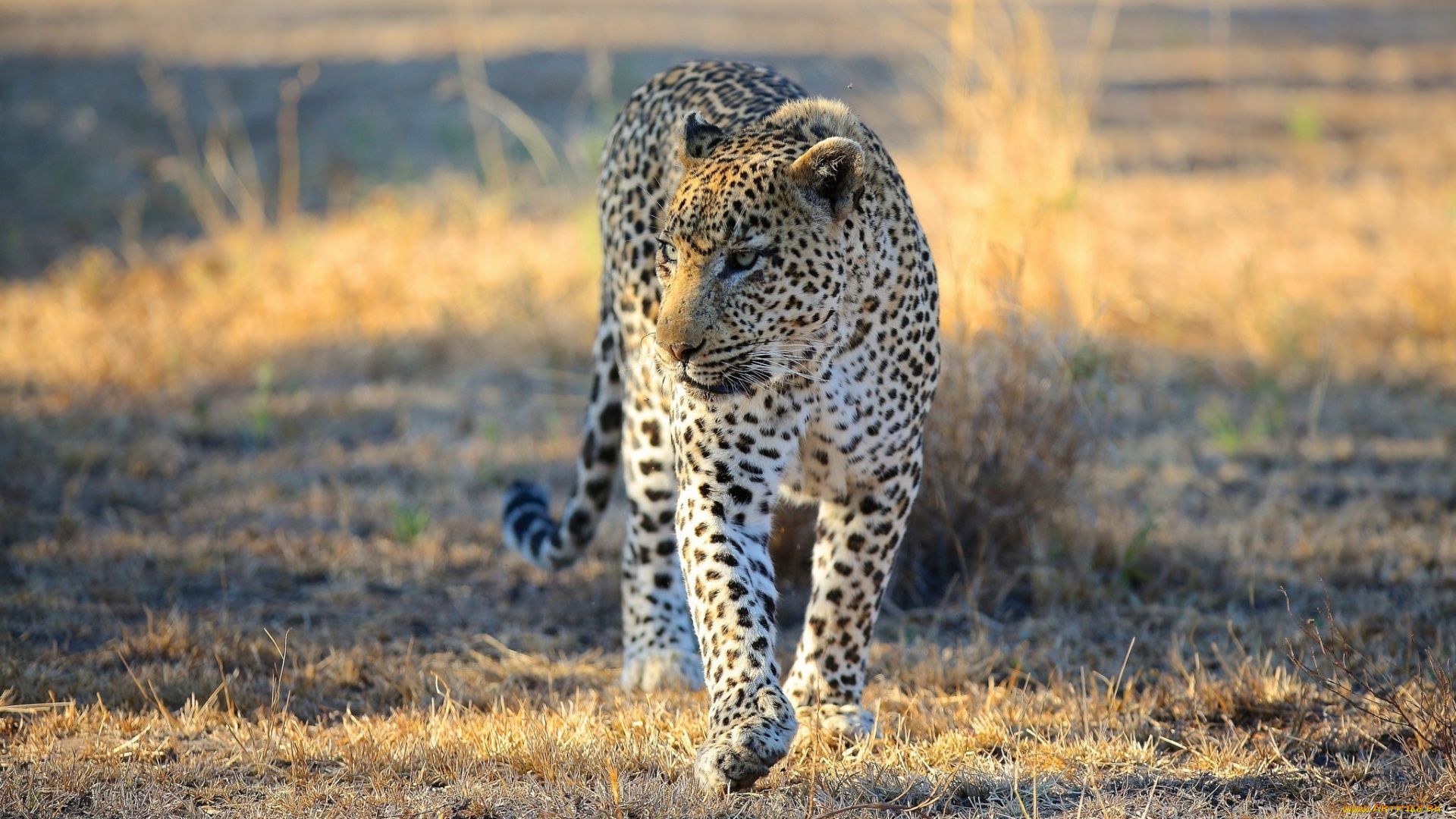 животные, леопарды, хищник, морда, прогулка, африка, саванна