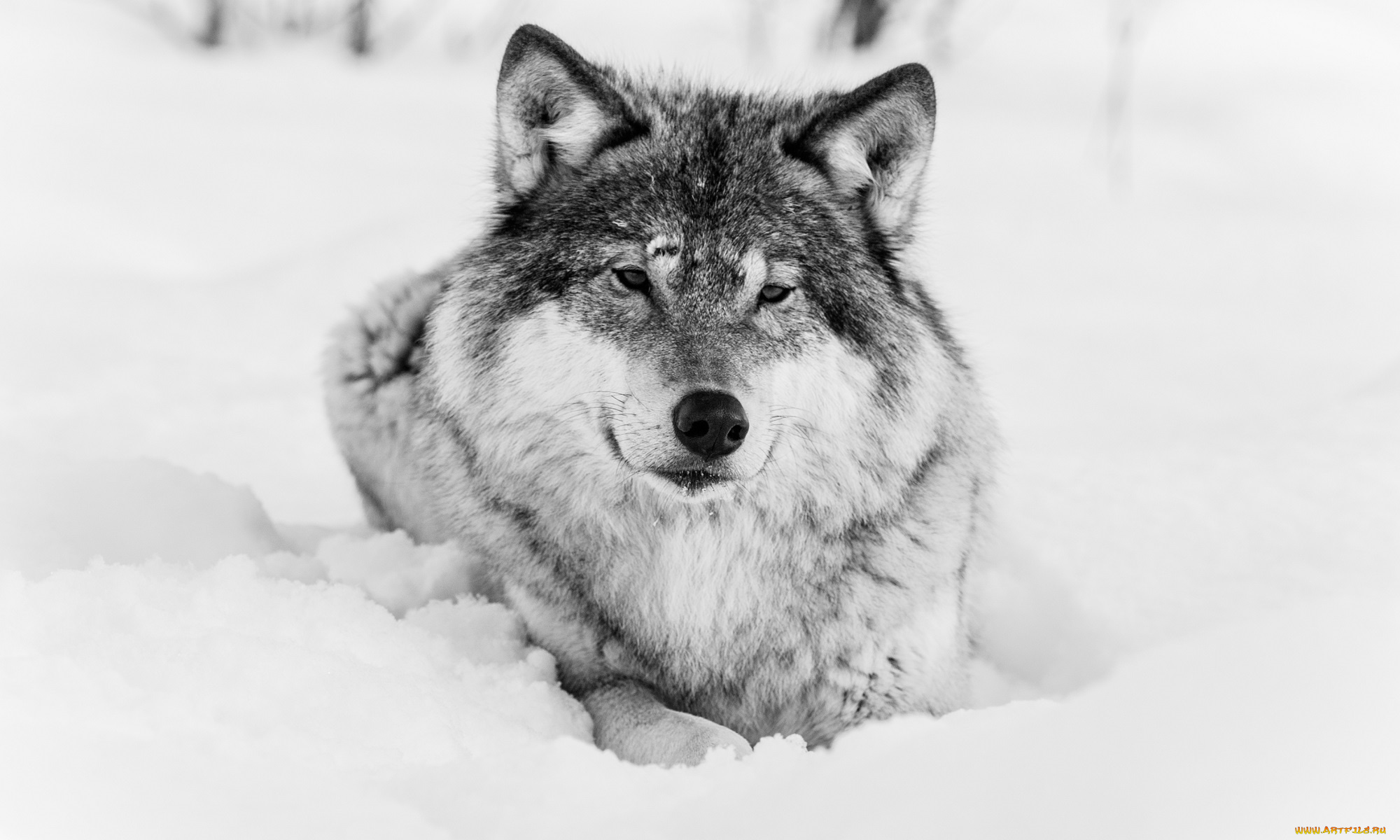 животные, волки, , койоты, , шакалы, волк, чёрно-белое, хищник, морда, зима, снег