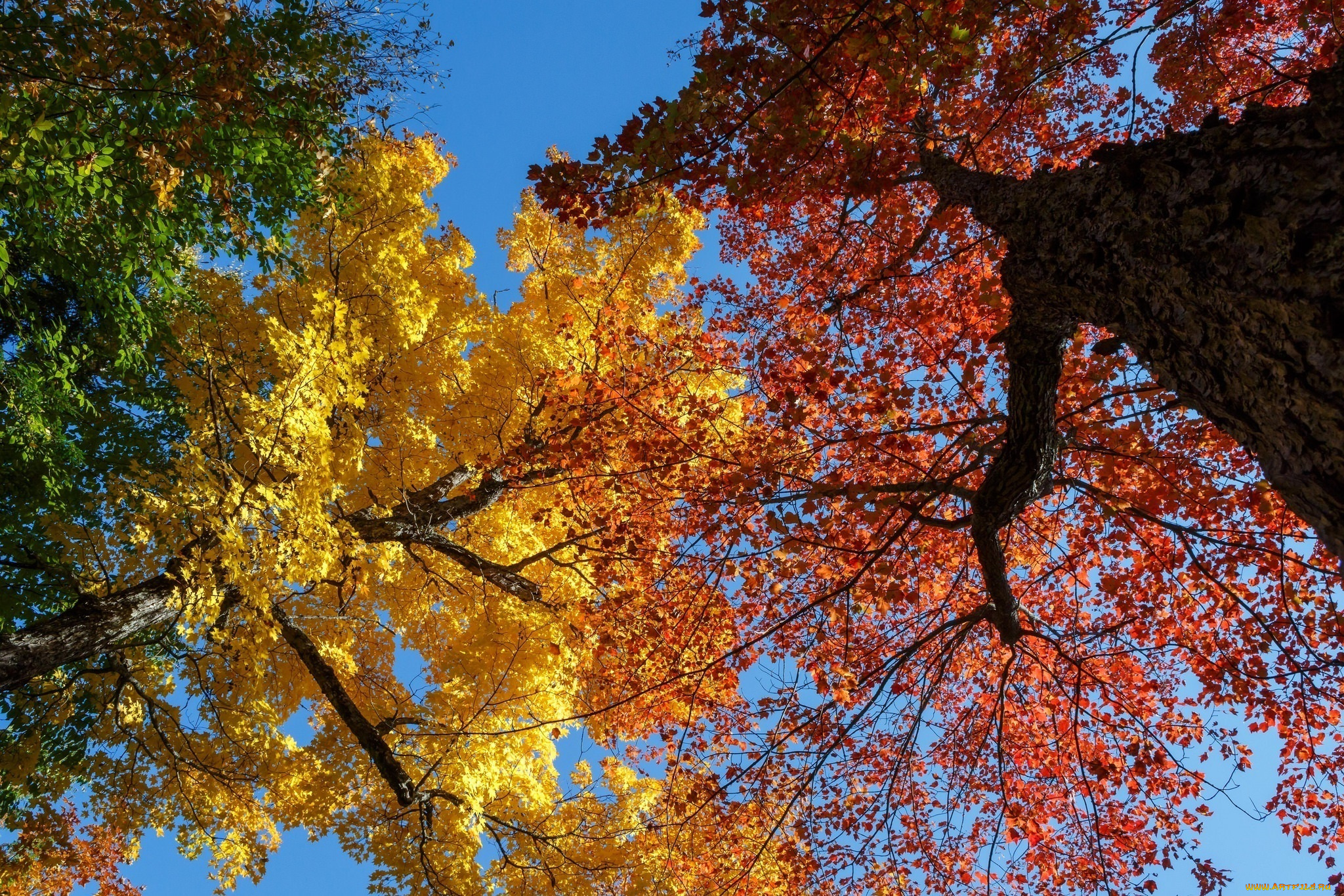 природа, деревья, осень, небо, кроны, ветки, стволы, цвета, листва
