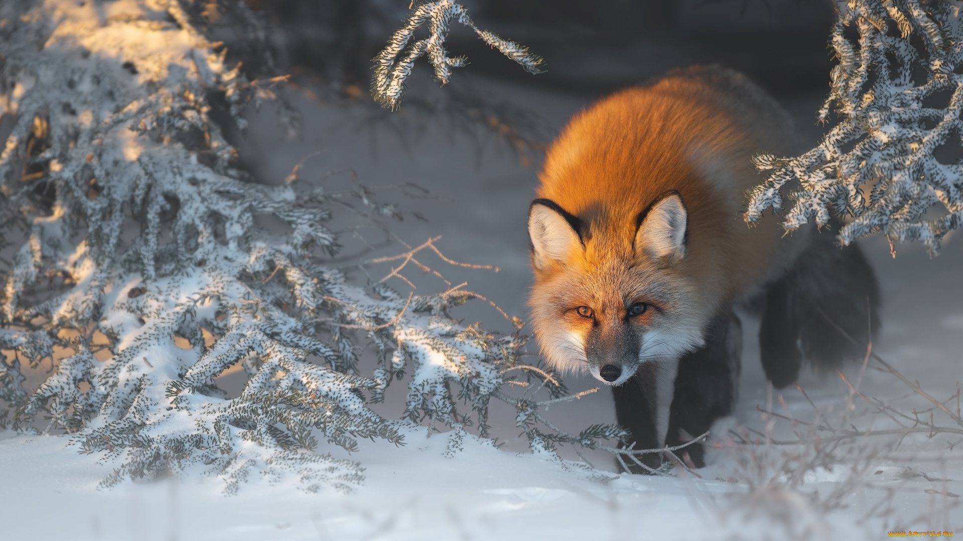 лисица, животные, лисы, зима, снег, рыжая, обыкновенная, псовые, лисицы, млекопитающие, мех, пушнина, лиса, хищник