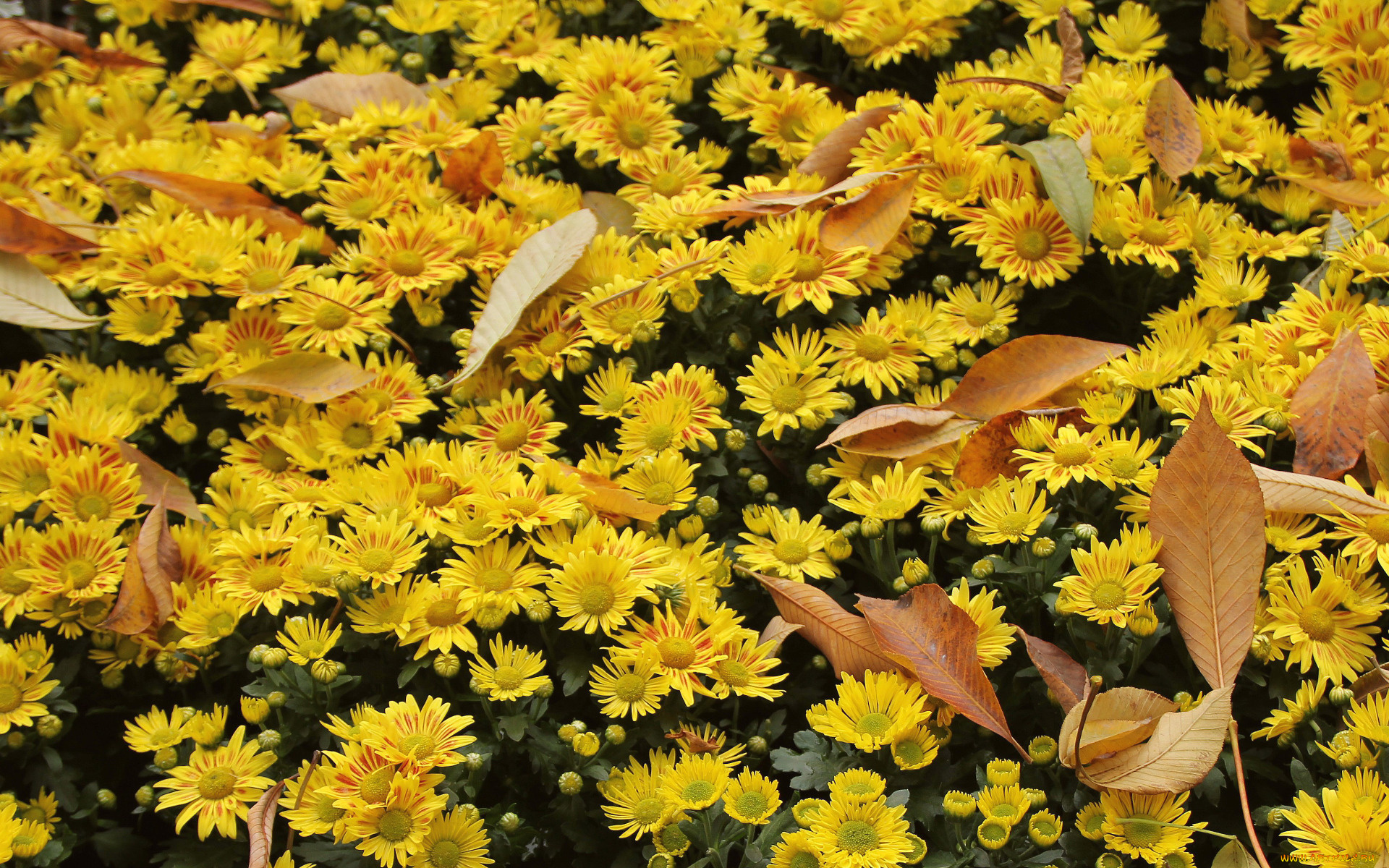 цветы, хризантемы, осень