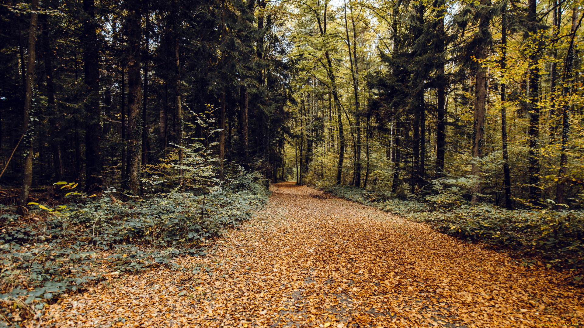 природа, дороги, дорога, лес, осень, листопад