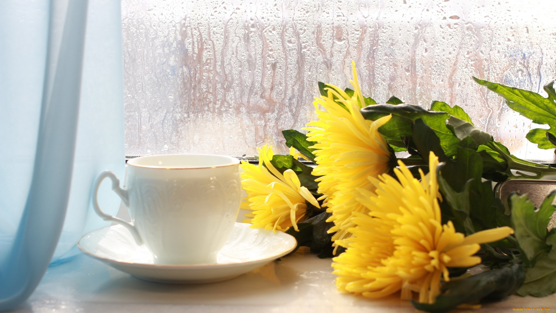 цветы, хризантемы, чашка, окно
