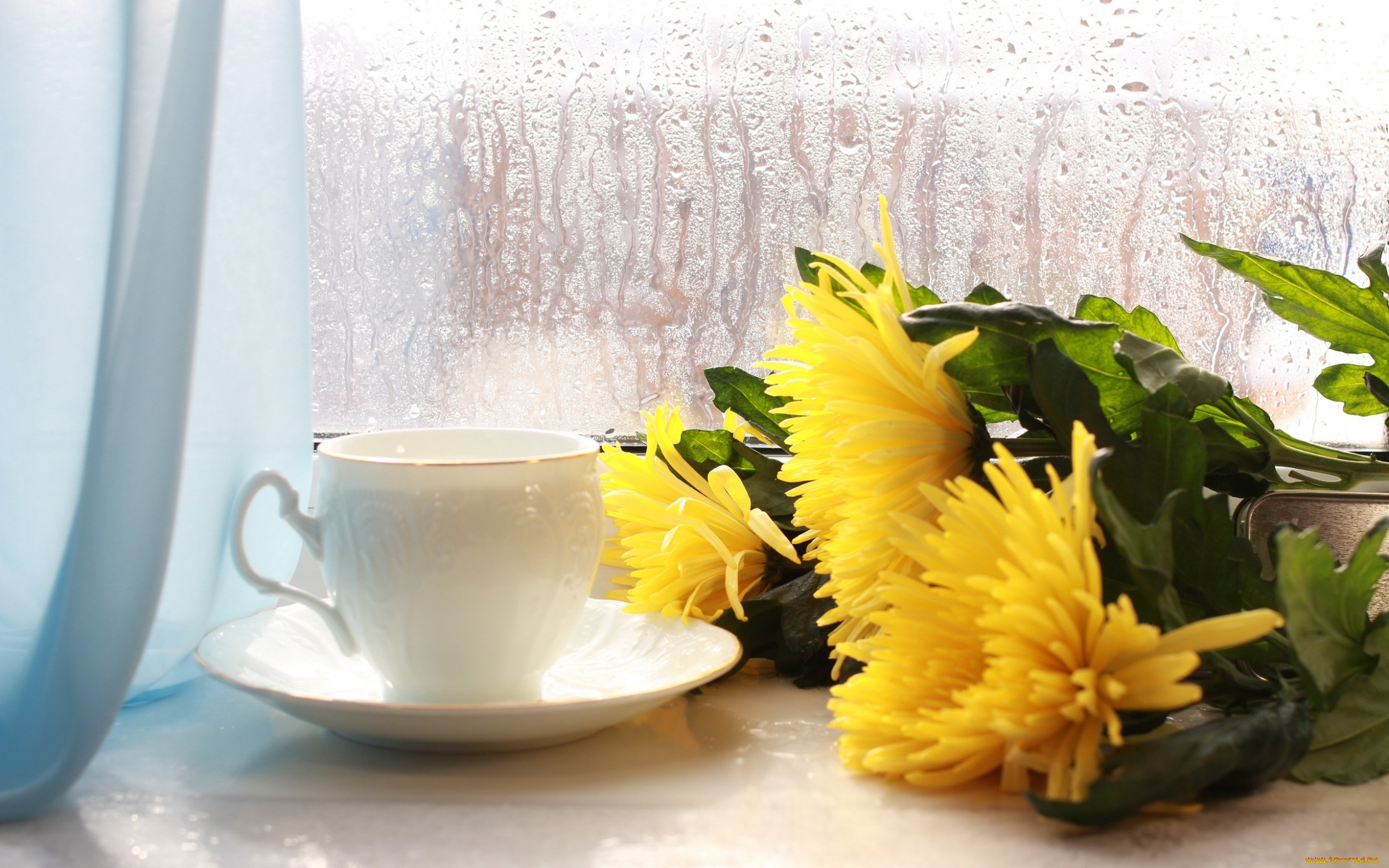 цветы, хризантемы, чашка, окно