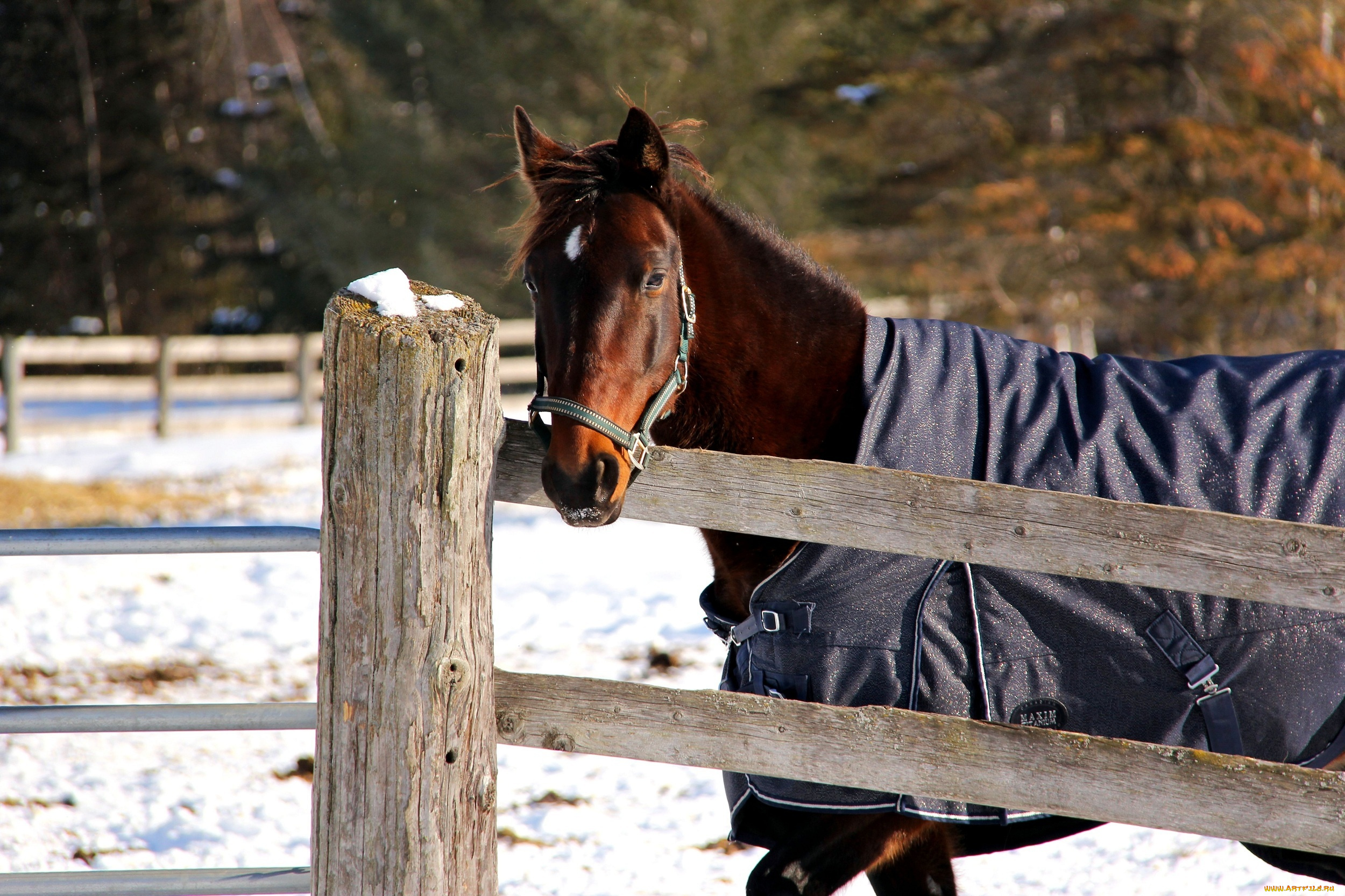 животные, лошади, конь, загон, ограда, попона, зима, снег