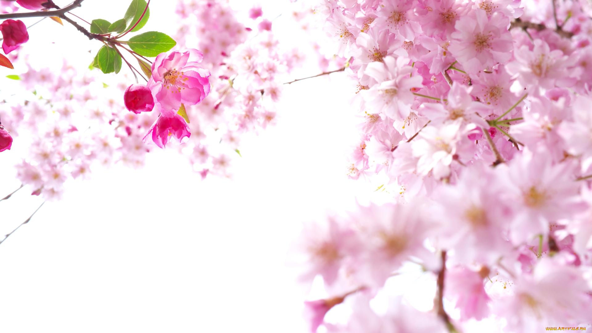 цветы, сакура, вишня, ветки, весна, розовый