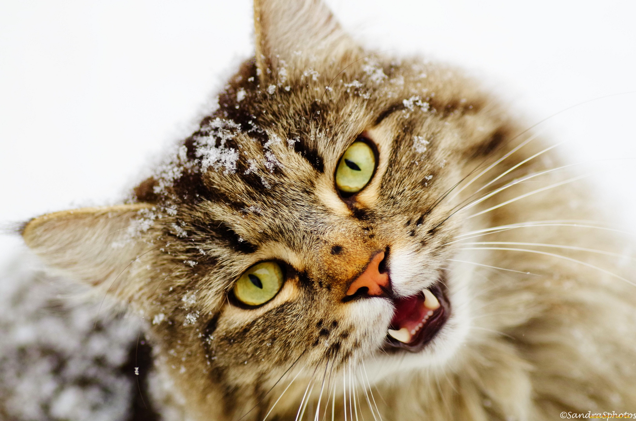 животные, коты, мордочка, снег
