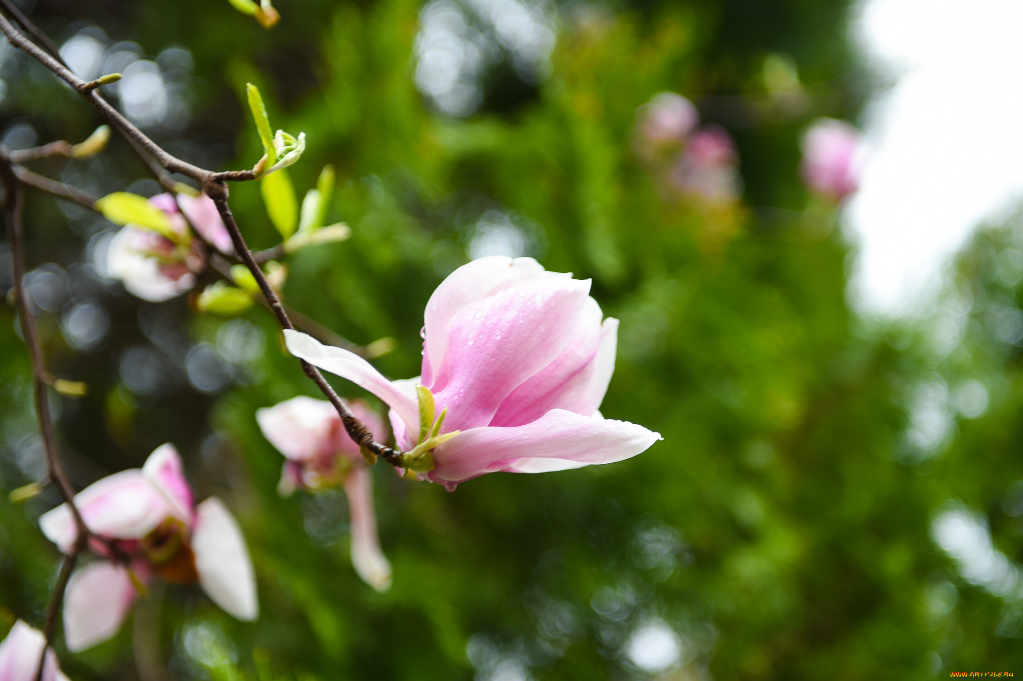цветы, магнолии, magnolia