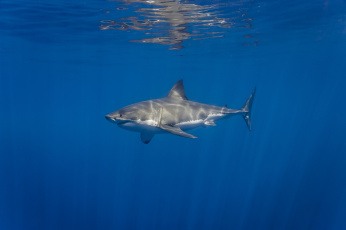 Картинка great+white+shark животные акулы мир акула океан подводный