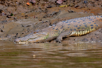 Картинка животные крокодилы крокодил грязь река берег