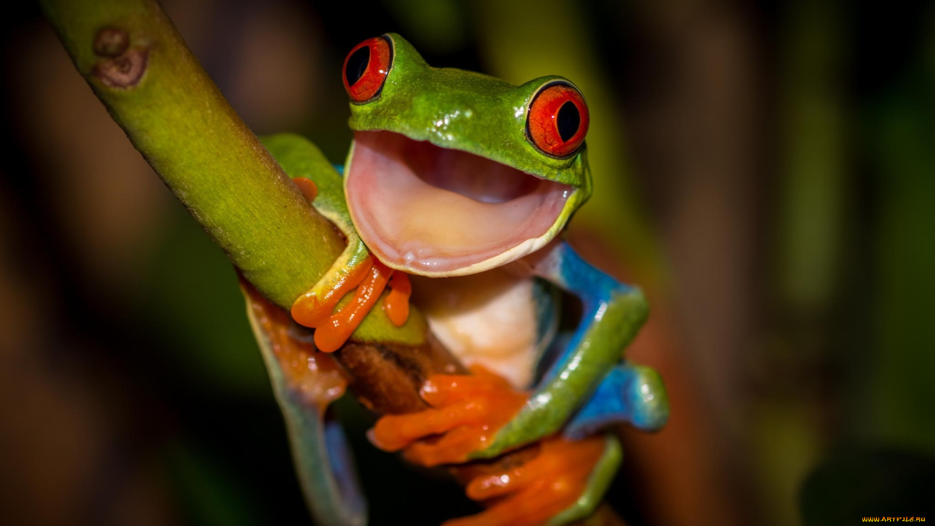 животные, лягушки, frog, beauty, древесная, разноцветная, красные, глаза, стебель, лягушка, зеленая, orange, colourfull, red, eyes, hd, привет, рот, лапки, оранжевые