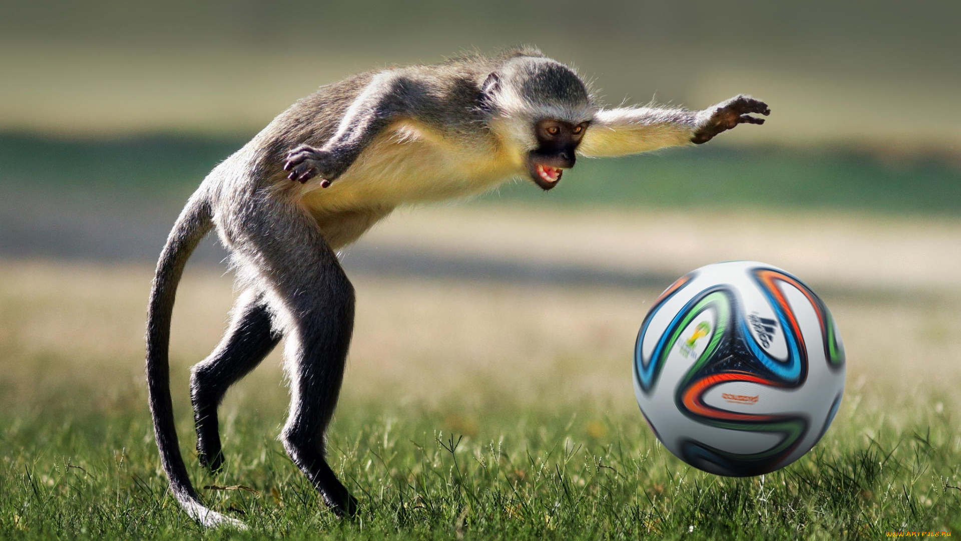 животные, обезьяны, футбол, football, ball, game, monkey, игра, животное, playing, мяч, обезьяна